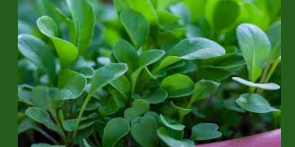 Can I Put Supermarket Watercress in My Pond