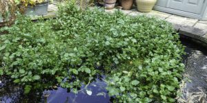 Can I Put Supermarket Watercress in My Pond