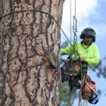 Tree Service in La Grange, IL