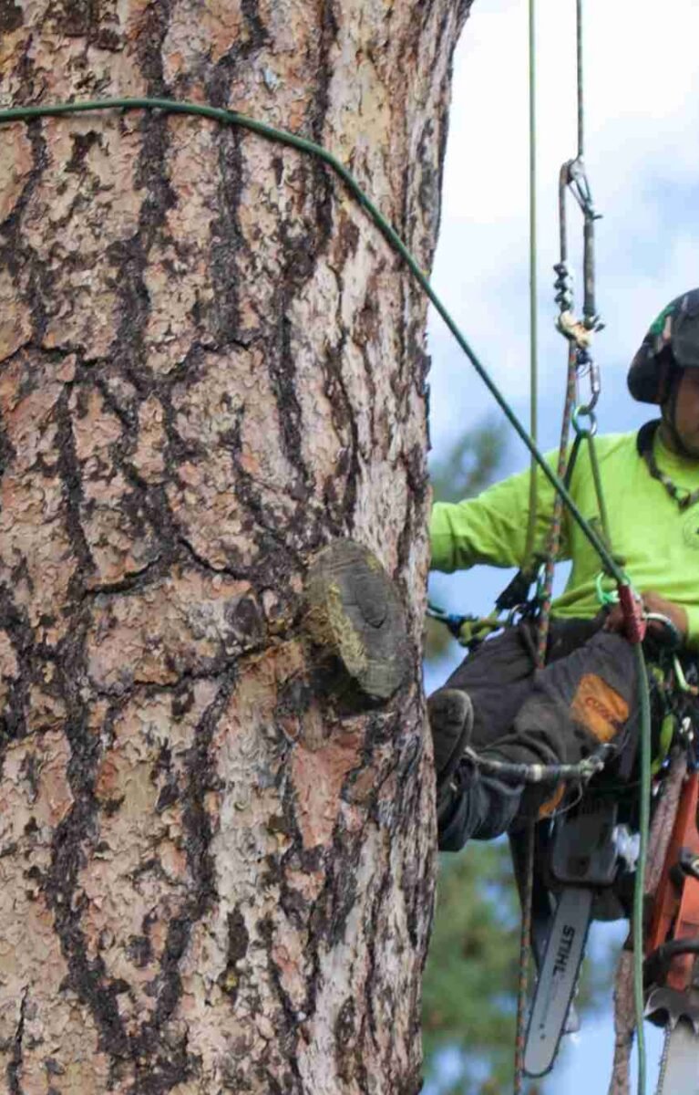 Tree Service in La Grange, IL